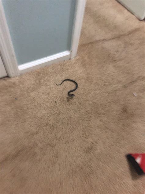 🔥 Sphinx Hawk Moth caterpillar who mimics the venomous Pit Viper snake