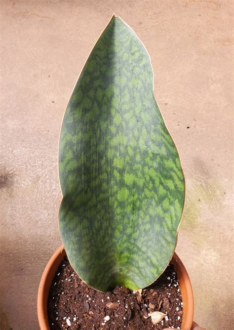 Growing & caring for whale fin plant (sansevieria)