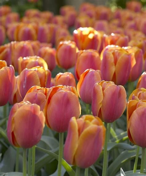 161 best images about Tulip on Pinterest | Istanbul, White flowers and Cgi