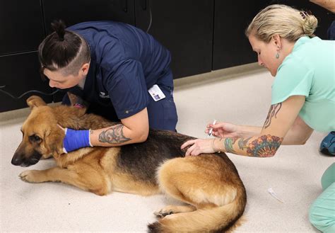 kindness animal hospital garland tx 8