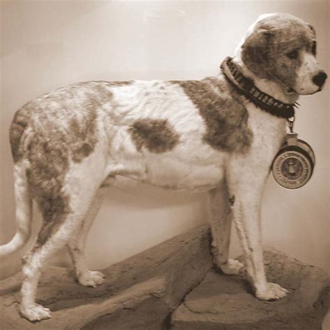Alpine-Spaniel f - Pet Paw