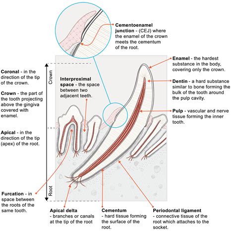 Anatomy of a tooth