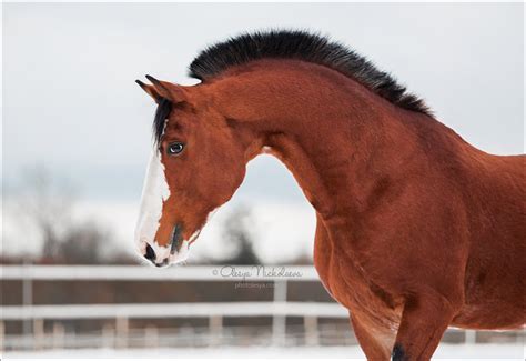 Орловский рысак - фотографии - equestrian.ru