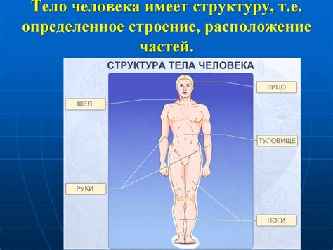 Анатомия и физиология человека - презентация онлайн