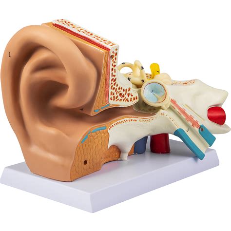 VEVOR Human Ear Anatomy Model, 5 Times Enlarged Human Ear Model, PVC ...