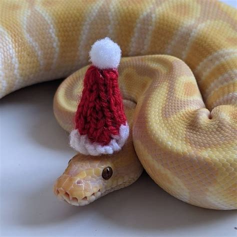 snakes  hats cute  festive snake fashion cobra de estimacao
