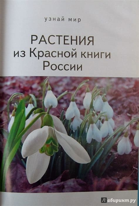 Книга: Растения из Красной книги России - Юлия Дунаева. Купить книгу ...