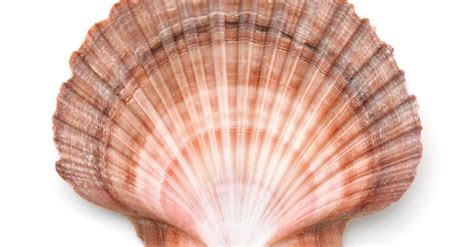 scallops animal facts pectinidae   animals