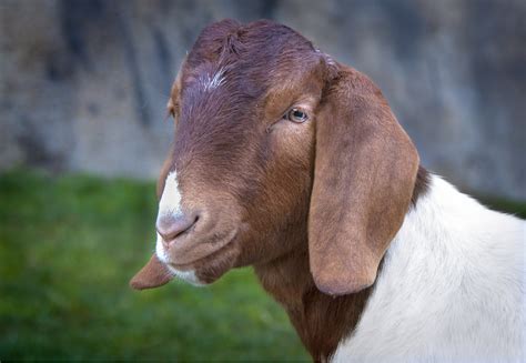 domestic animals goat goat animal pmmqen