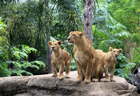 Visit The Zoo Day (27th December) | Days Of The Year
