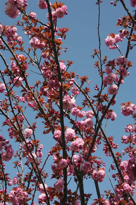 Japanese+Stepdad Photos, Download The BEST Free Japanese+Stepdad Stock