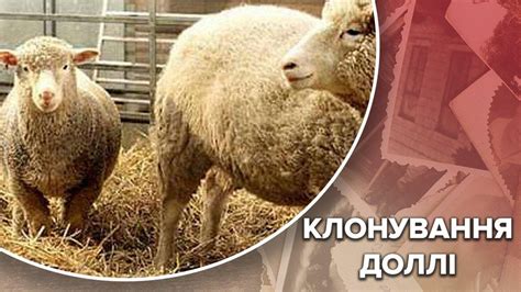 Перше успішне клонування: чому стан вівці Доллі став критичним, Одна ...