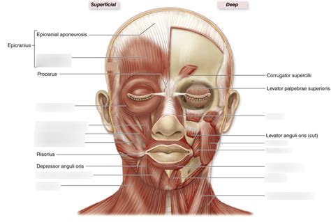 Anatomy: Axial muscles (Lab exam 3) Diagram | Quizlet