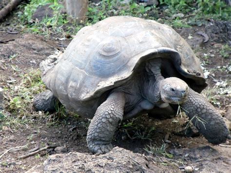Giant Galapagos Turtle Free Stock Photo - Public Domain Pictures
