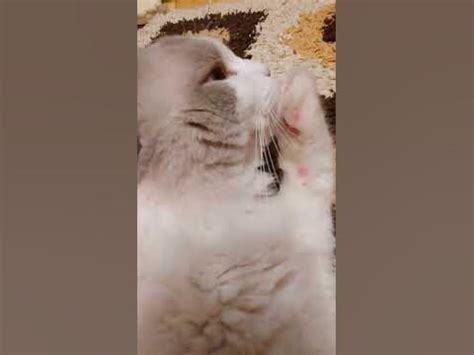 Самый милый котик. Самый лучший котик самый большой котик самый дорогой ...