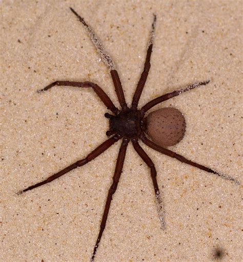 Sicarius terrosus aka 6-Eyed Sand Spider (the spider who couldnt hide ...
