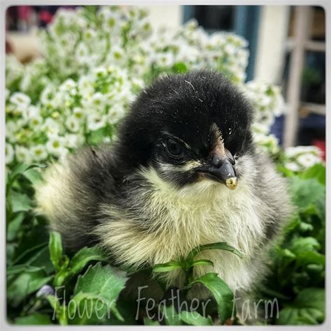 Jubilee Orpington Chicks available year-round at Flower Feather Farm