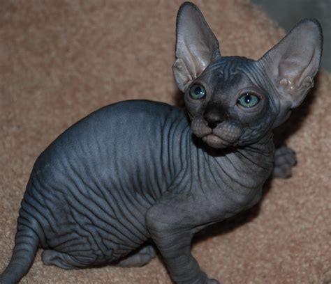 Black Hairless Cats