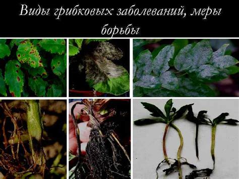 Несовершенные грибы как возбудители болезней декоративных растений Группа