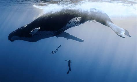 Humpback Whale Swim and Snorkel Tour Moorea