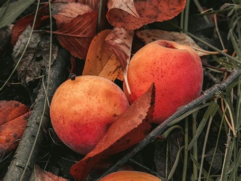 how to plant apricot seed 5