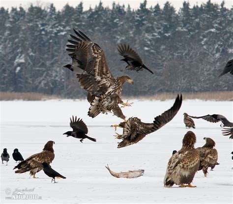 Jan Ševčík | Naturfoto.cz