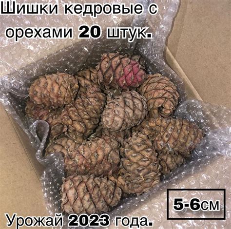 Шишки кедровые с орехами 20 штук. 5-6 см. Урожай 2023 года. - купить с ...