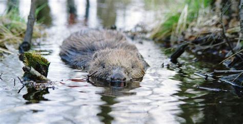 Portrait of European Beaver Castor Fiber - Wide Slide Film Scanned ...