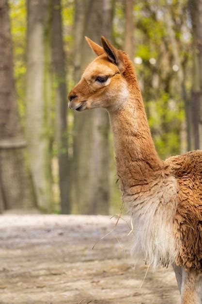 Premium Photo | A llama in the wild is standing in the water.