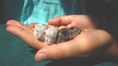 Chinese Dwarf Hamster Babies