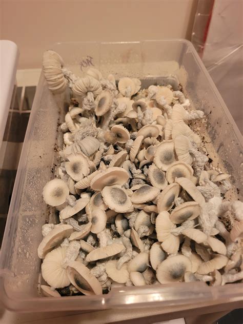 Jack frost : r/shrooms