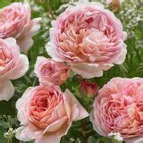 Купить парковые розы почтой Абрахам Дерби Abraham Darby
