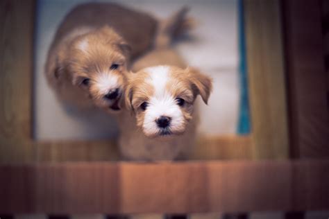 «Bichon» HD wallpapers