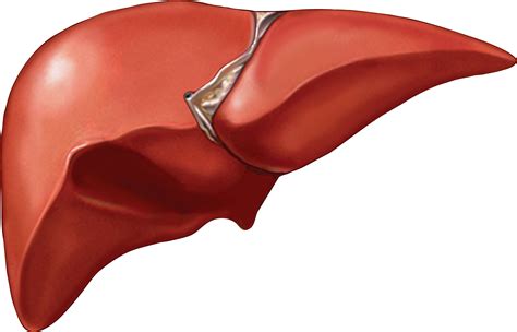 Human Liver Drawing