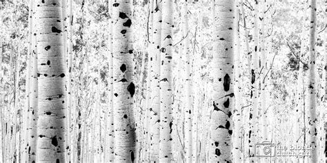 Aspen Photo / Aspen Trees / Aspen Tree Photo / Black and White - Etsy