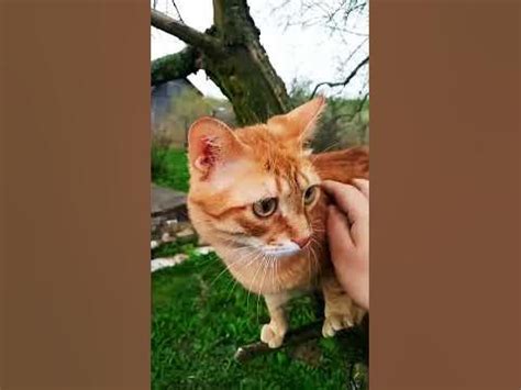 Шерхан - YouTube