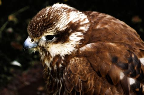 Jack Harris Hawk Free Stock Photo - Public Domain Pictures