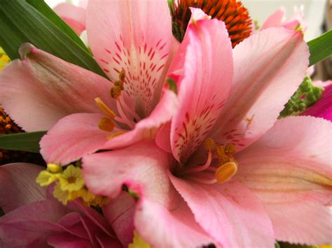 Biedermeier summer bouquet dilemma – My Botanical Garden