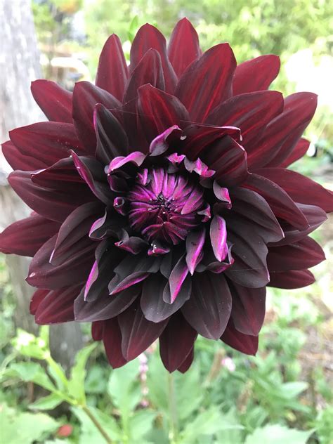 My first dark dahlia, loving gardening on the Oregon Coast. : gardening