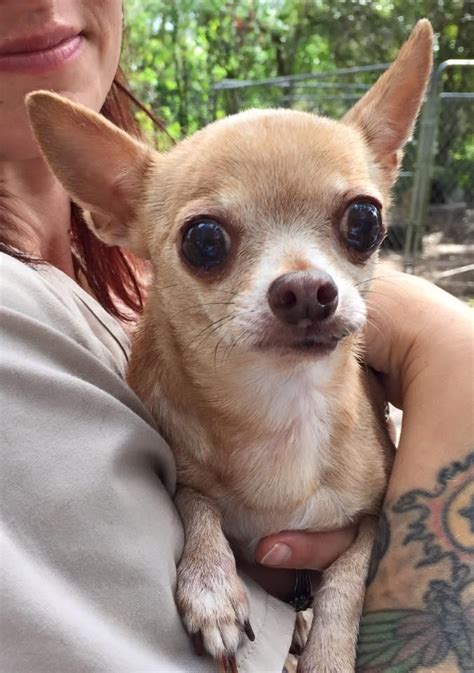 Chihuahua Dogs For Adoption Near Me
