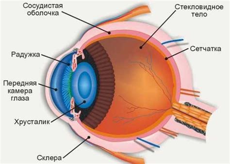 Зрение биология – Строение глаза человека. Глазное яблоко и ...