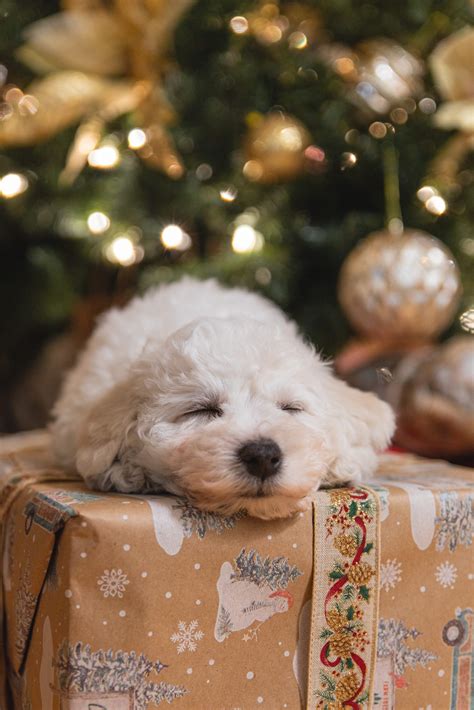 Holiday Safety Tips for Your Dog - Dogtopia