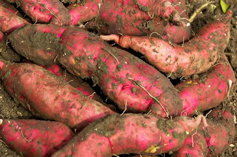 how to growing sweet potatoes 8