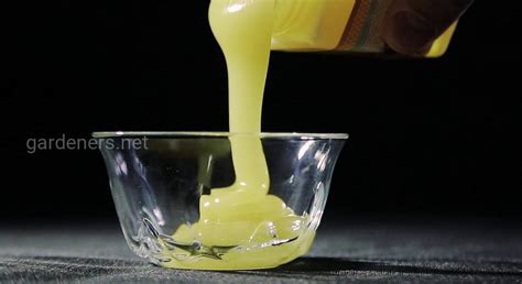 Донниковый мед: свойства, польза, особенности | Огородники