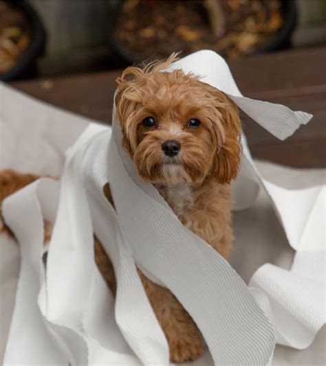 Rescue Dog Won't Pee - Causes, Concerns, and Solutions - SpiritDog Training