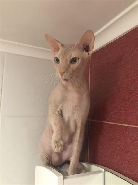 when he saw his mom naked in the shower))) : r/sphynx