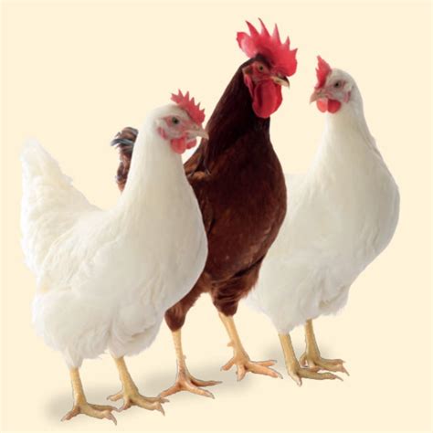 Two new hens at the start: LSL- and LB-CONVERTER - Lohmann Breeders