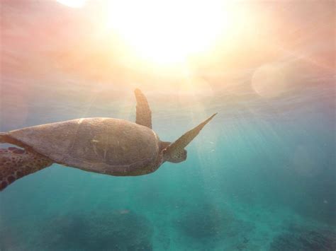 🥇 Foto de tartaruga marinha réptil animal aquático água oceano ...