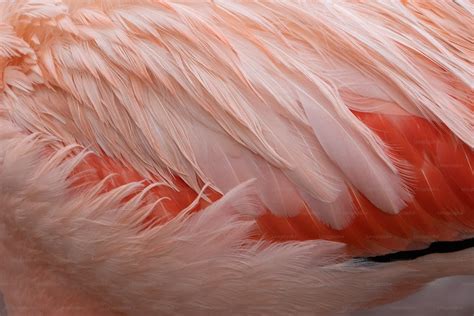 A close up of a pink flamingo's feathers photo – Flamingo Image on Unsplash