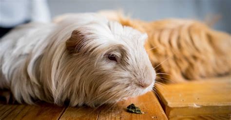 The World’s Oldest Guinea Pig - IMP WORLD